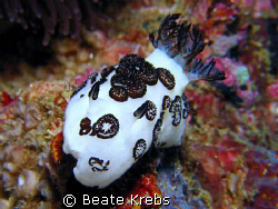 what a beauty - black and white nudi , Canon S70 with mac... by Beate Krebs 